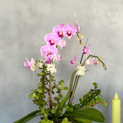 Mimi Orchids - beverlyhillsflorist