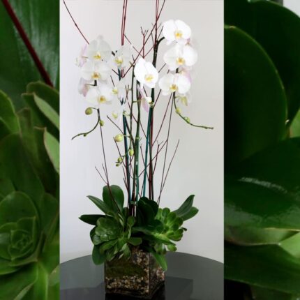 Ooh La La Orchids - beverlyhillsflorist