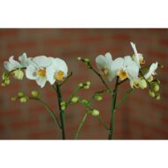 Elegant Harvest Orchids - beverlyhillsflorist