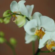 Elegant Harvest Orchids - beverlyhillsflorist