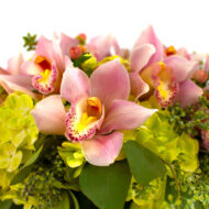 Pink-a-Boo Orchids - beverlyhillsflorist