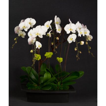 Orchid Moondance - beverlyhillsflorist