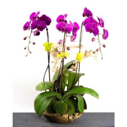 Purple Tango Orchids - beverlyhillsflorist