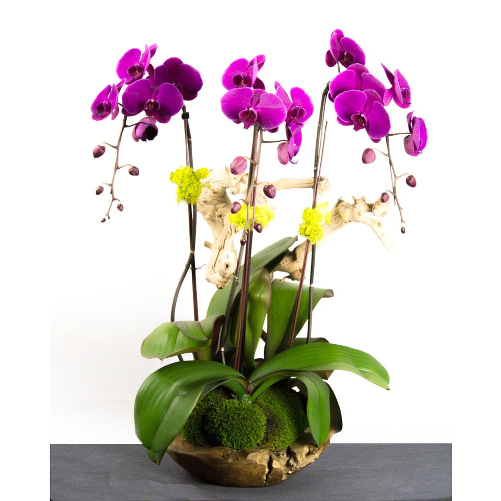 20160209091527_file_56ba56ef9f4b7 Purple Tango Orchids - beverlyhillsflorist