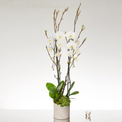 White Cascading Orchids - beverlyhillsflorist