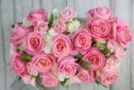 Pink Lady - beverlyhillsflorist
