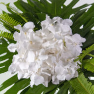 White Vanda Bliss - beverlyhillsflorist