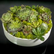 Zen Essence - beverlyhillsflorist