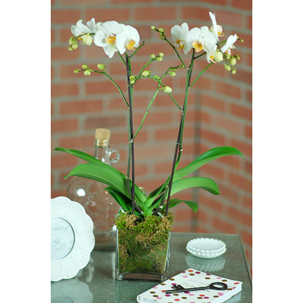 47722beb9801b58186506a1da3d3cad0 Elegant Harvest Orchids - beverlyhillsflorist