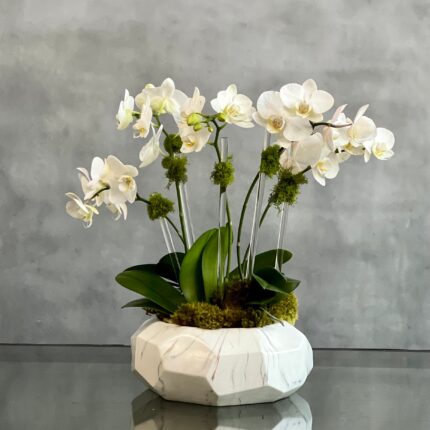 Luxury Mini Orchids - Beverly Hills Florist | Same-Day Delivery