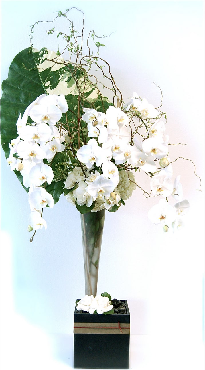 6f5900e172af8679e0bf7f035bff1f3e Waterfall Orchids - beverlyhillsflorist