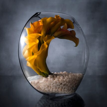 There’s nothing like a touch of opulence to make someone feel truly special. Beverly Hills florists presents same day deliver for our Velvet Gold Calla Lilies; The perfect gift for anyone who appreciates the season’s rich beauty! Birthday flowers, flower art, thank you flowers, officer flowers