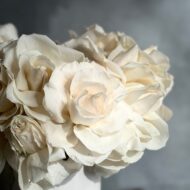 Valentines Cream Reflexed Roses - beverlyhillsflorist