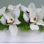 Beverly Hills Florist presents this beautiful desktop arrangement of white Orchids for same day delivery! Placed with green Moss Balls in a rectangular ceramic container. This soothing design is sure to enliven any desk or table. Wonderfully made for office and home!