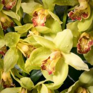 Cym me please! - beverlyhillsflorist