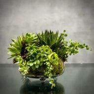 Beverly Hills Florist offers our green With Envy for same day delivery ! This green spectacular mix of succulents in a modern mossed filled clear footed vase. Making for a wonderful and simplistic get well, birthday or for him arrangement.