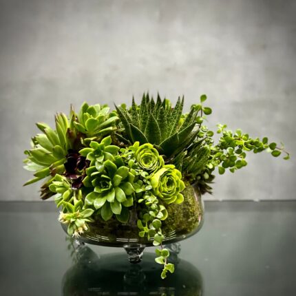 Beverly Hills Florist offers our green With Envy for same day delivery ! This green spectacular mix of succulents in a modern mossed filled clear footed vase. Making for a wonderful and simplistic get well, birthday or for him arrangement.
