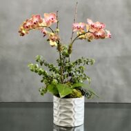 Beverly hills Florist offers our Heavenly Orchid Garden for same day delivery... This orchid plant is perfect for get well soon flowers, birthday flowers, thinking of you flowers and a welcome home.