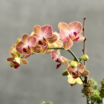 Heavenly Orchid Garden - beverlyhillsflorist