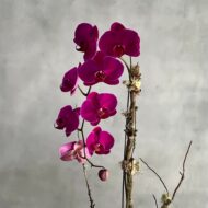 Purple Orchid Ovation - beverlyhillsflorist