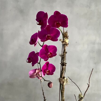 Purple Orchid Ovation - beverlyhillsflorist