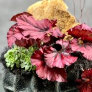 The Nest - beverlyhillsflorist