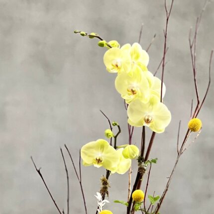Lemonade Orchids - beverlyhillsflorist