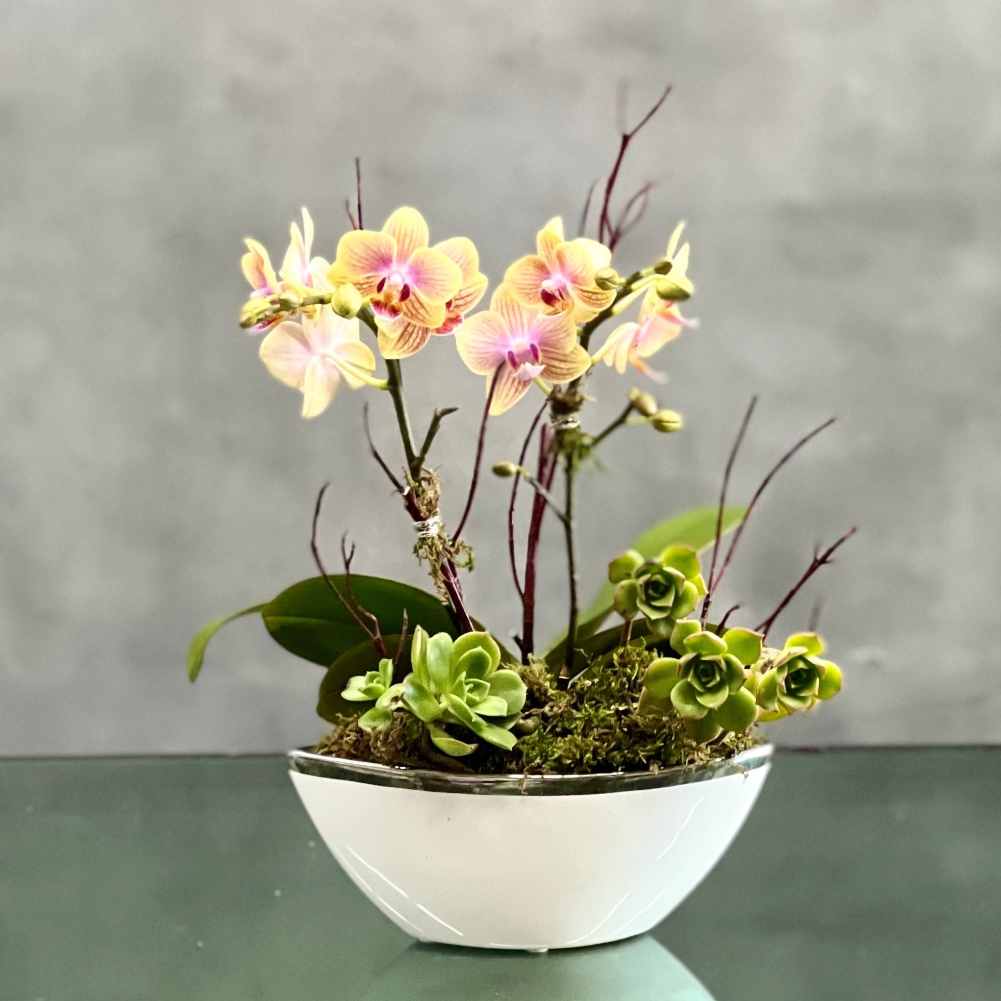IMG_1938 Beverly hills Florist presents Delicate double Mini yellow pink Orchid Plants accented with Succulent and Branches for same day delivery! This beautiful plant is then arranged in a modern Ceramic Container. Perfect for thank you, welcoming or just a simple and elegant touch!