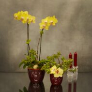 Desert and Sun Delight - beverlyhillsflorist