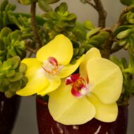 Desert and Sun Delight - beverlyhillsflorist