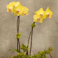 Desert and Sun Delight - beverlyhillsflorist