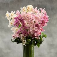 Climbing the Ladder - beverlyhillsflorist