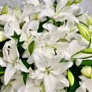 Lily Galore - beverlyhillsflorist