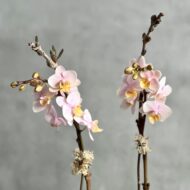 Pink Delicacy - beverlyhillsflorist