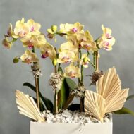 Mini Sunshine - beverlyhillsflorist