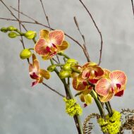 Orchid Sunset - beverlyhillsflorist