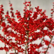 Ilexy Gnome - beverlyhillsflorist