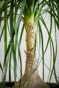 Ribbons - beverlyhillsflorist