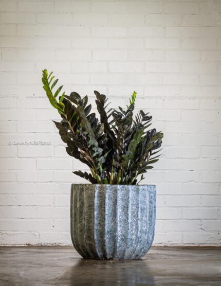 Compact Leafy Charm - beverlyhillsflorist