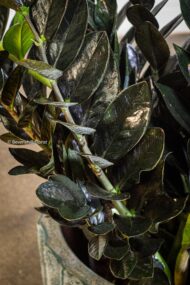 Compact Leafy Charm - beverlyhillsflorist