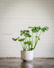 Modern Zenith - beverlyhillsflorist