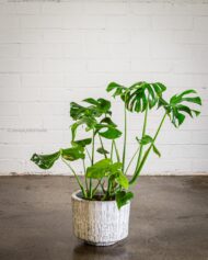 Modern Zenith - beverlyhillsflorist