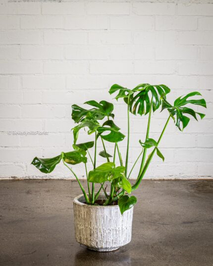 Modern Zenith - beverlyhillsflorist