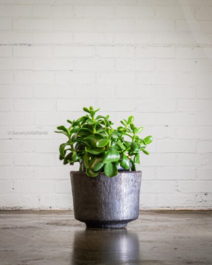 Green Delight - beverlyhillsflorist