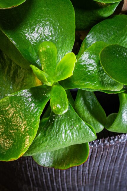 Green Delight - beverlyhillsflorist