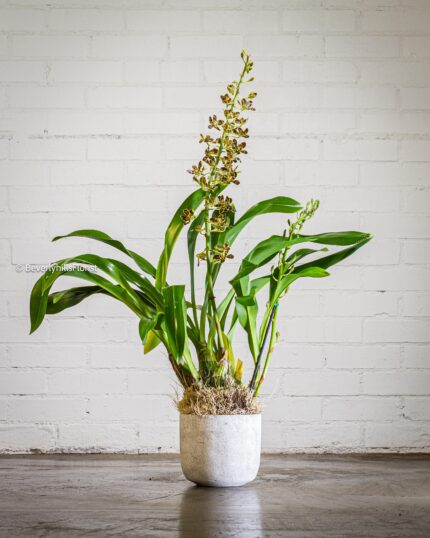 Botanical Beauty - beverlyhillsflorist