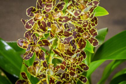 Botanical Beauty - beverlyhillsflorist