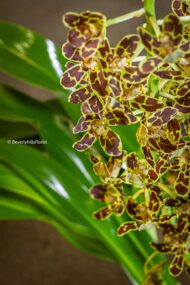 Botanical Beauty - beverlyhillsflorist