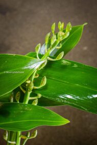 Botanical Beauty - beverlyhillsflorist