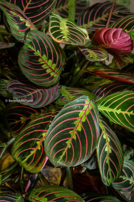 Jungle Majesty - beverlyhillsflorist